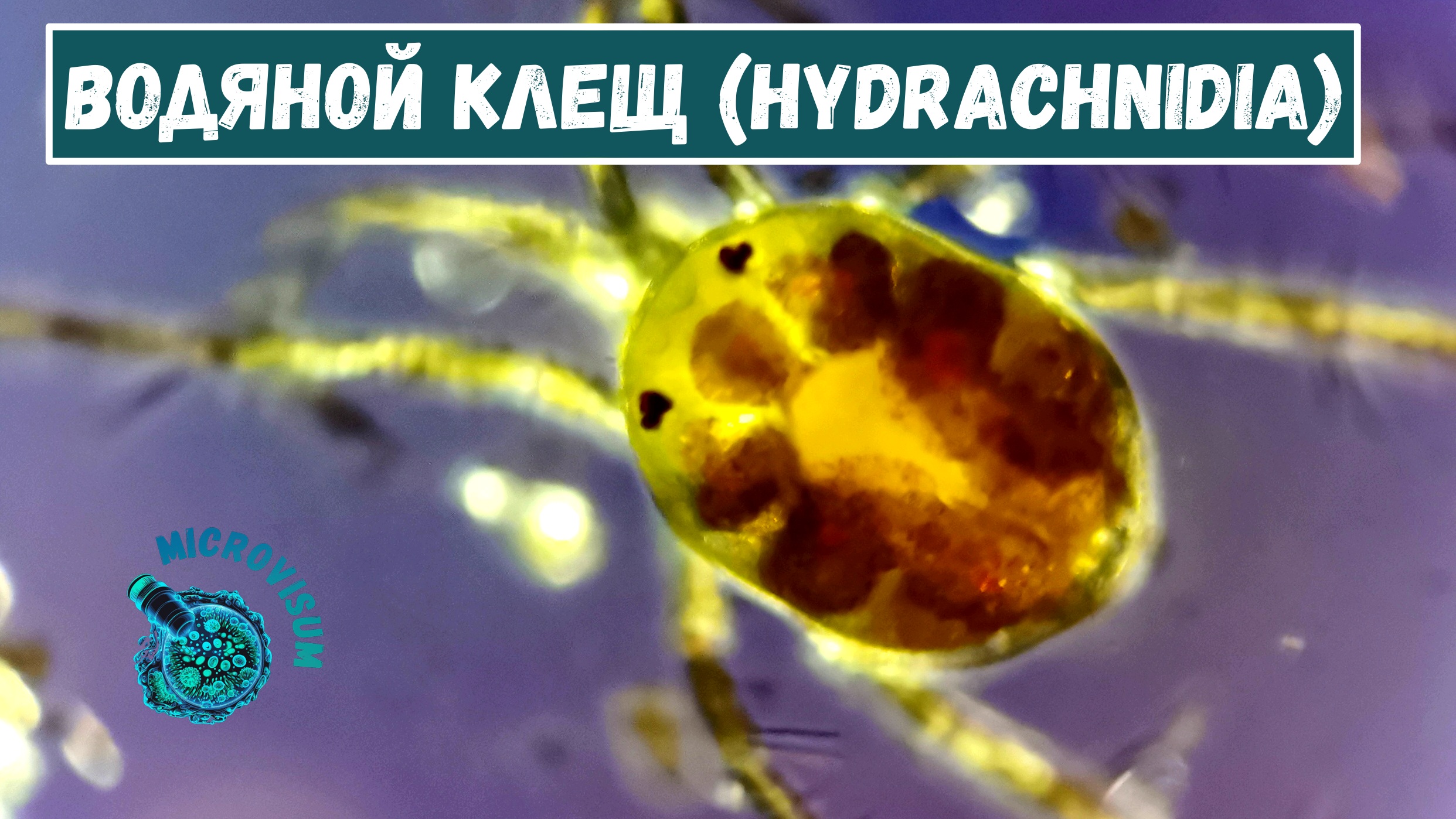 Ещё один клещ, на этот раз водяной (Hydrachnidia) смотреть онлайн