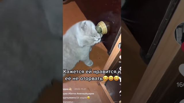 Кошачья мята это НЕЧТО 😹#кошачьямята #ожиданиеиреальность