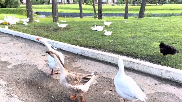 Отдыхаем на даче/Зоопарк/Семейные выходные смотреть онлайн