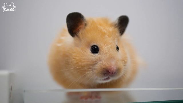 Hamster.exe has stopped working for 90 seconds смотреть онлайн