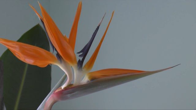 Bird of Paradise-Flower смотреть онлайн