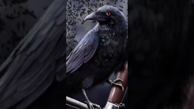 ВОРОНЫ СНЯТСЯ. ИНГА ХОСРОЕВА. ВЕДЬМИНА ИЗБА. смотреть онлайн