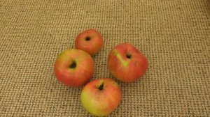 Сорт яблок Зимнее Плесецкого - краткий обзор, плюсы и минусы