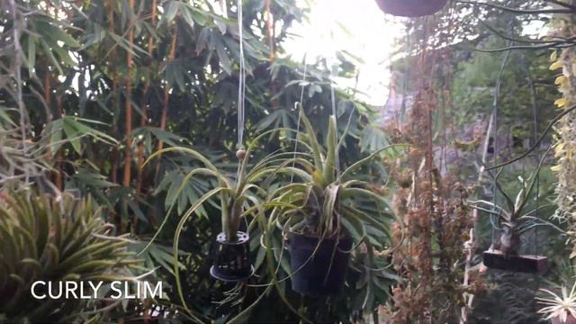 Growing Tillandsias at Backyard Level in the Philippines смотреть онлайн