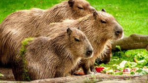 Что готовили из морских свинок?