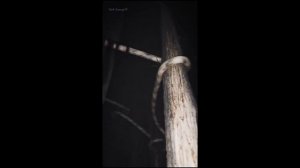 NEW SCARY CGI MONSTERS #2 (Compilation Tiktok) lights are off