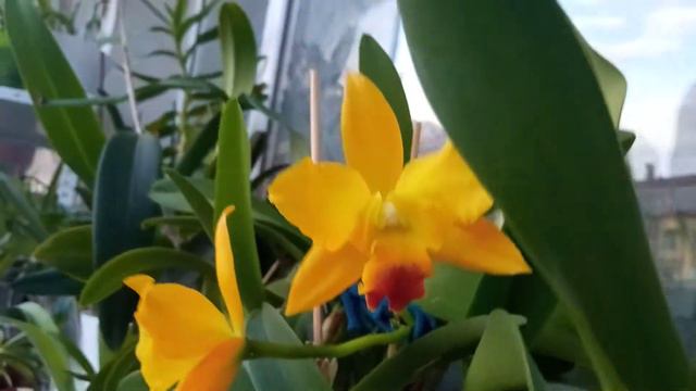 No ID cattleya hybrid fully opened flowers смотреть онлайн