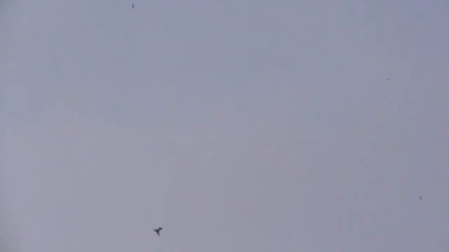 В любое время дня Сокол Сапсан атакует голубей. Peregrine Falcon attacks pigeons all the time смотреть онлайн