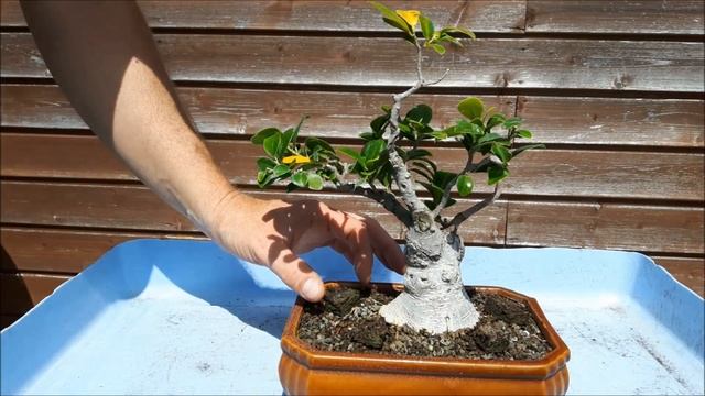 Ficus bonsai Ginseng I - 3 смотреть онлайн