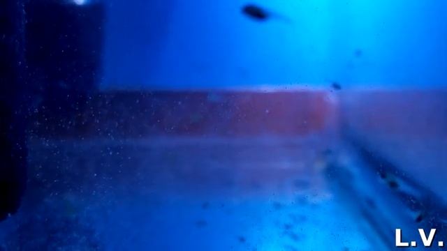 Апистограмма Рамирези - нерест и кормление малька (видео/фото) смотреть онлайн