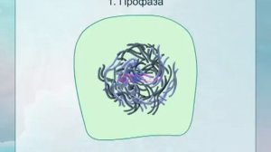 Митоз (flash-анимация)