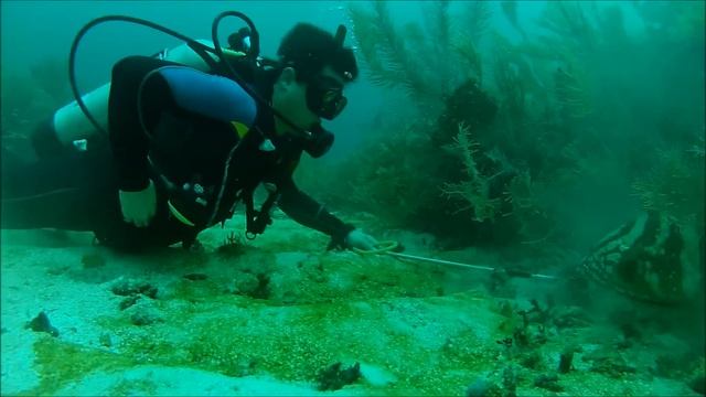 teaching grouper how to eat a lion fish смотреть онлайн