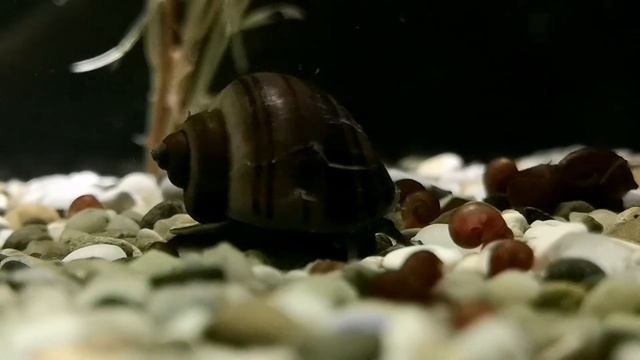 БУЦЕФАЛАНДРА. СОДЕРЖАНИЕ И РАЗВЕДЕНИЕ