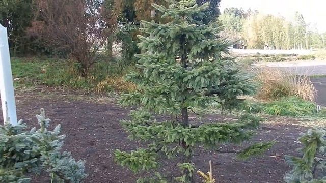 picea glehnii смотреть онлайн