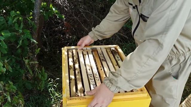 Бакфаст - медосбор на акации, и делаем сборный отводок смотреть онлайн