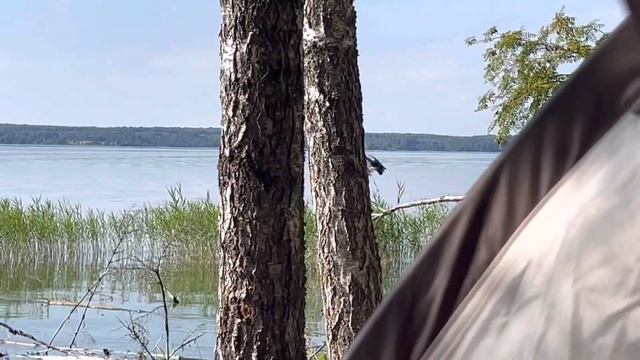 В этот раз у нас в гостях - журавль!!! Зимой хозяйничал дятел ))) смотреть онлайн