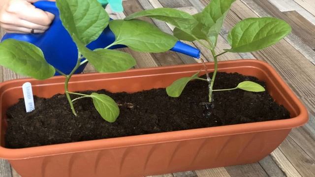 Подкормка рассады баклажан для роста и толщины в домашних условиях
