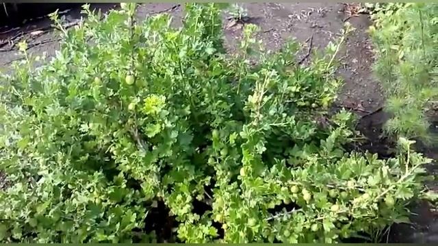 Как вырастить крупный крыжовник?!? смотреть онлайн