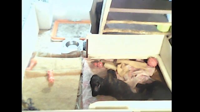 Щенки голубого французского бульдога смотреть онлайн