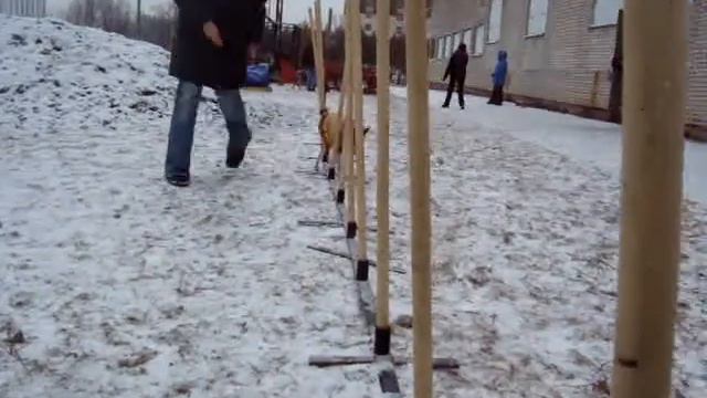 Аджилити_слалом_басенджи_Ева_2009,12,13 смотреть онлайн
