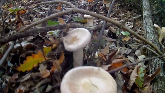 Giro veloce in pausa pranzo bellissimi Clitocybe geotropa Cimbali смотреть онлайн