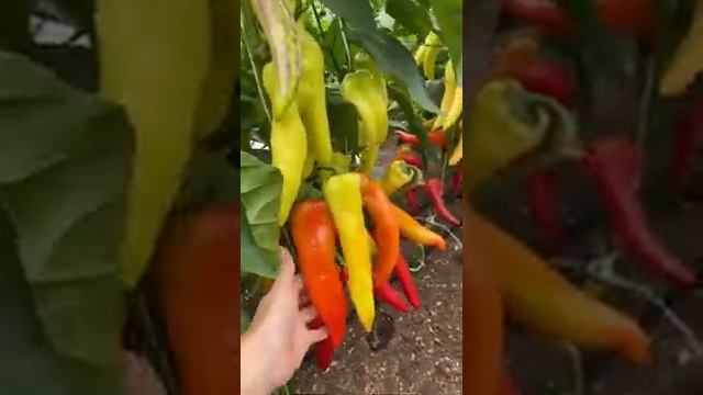 Перец сладкий Красное копье?раннее и обильное плодоношение | идеален для консервации смотреть онлайн