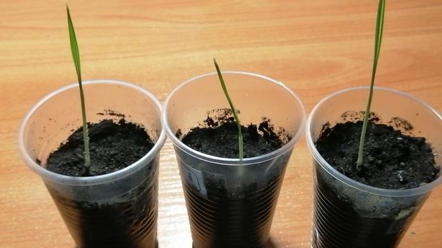 Выращивание пальмы Вашингтонии из семян. Что получилось?