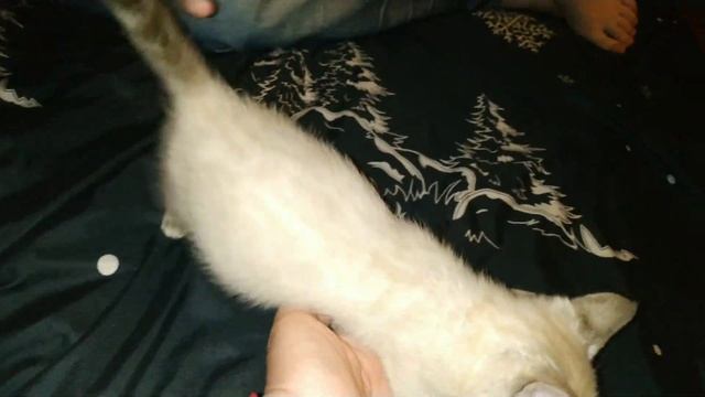 Влог/У нас пополнение/Снежный бенгал/Бенгальский котёнок#snowbengal смотреть онлайн