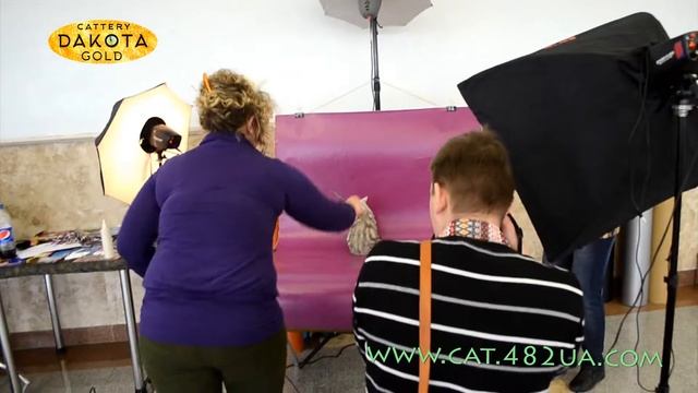 RUI Cat Show, XX Открытый Чемпионат Украины, Харьковский гламур, Выставка кошек, 1 2 апреля, 2017, смотреть онлайн