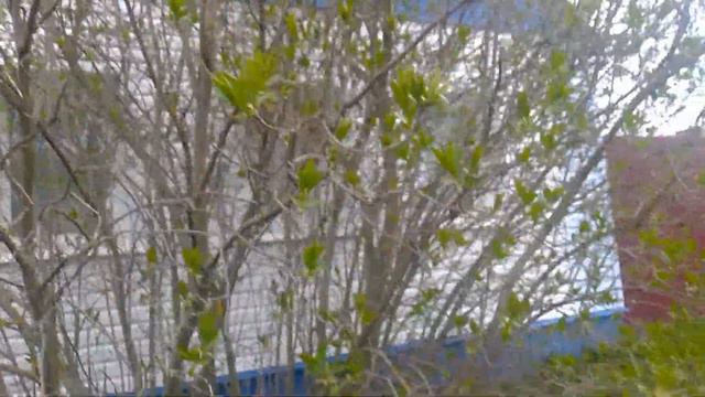 ЗА ГОРОДОМ/ВСЁ ПОСТЕПЕННО ЗАЦВЕТАЕТ!🥀🌱2 мая возле дома смотреть онлайн