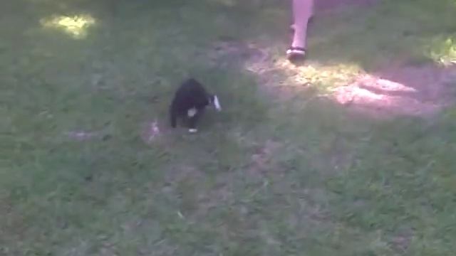 Cat hops/walks like a rabbit смотреть онлайн