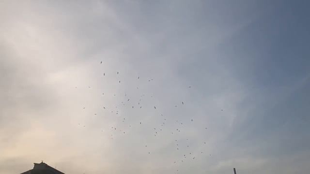 Sea birds Bandar Anzali , Iran смотреть онлайн