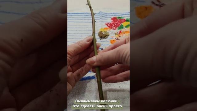 Убираем колючки с побегов роз! Безопасность прежде всего! смотреть онлайн