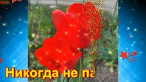 С Днем Рождения, Серафима! Новинка! Прекрасное видео поздравление! СУПЕР ПОЗДРАВЛЕНИЕ!