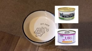 Чем кормить КОТА? Уход за британцем.