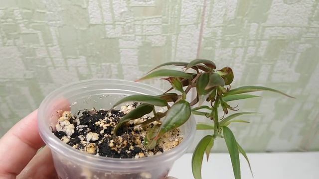 Заказ Колумней для Евгении. смотреть онлайн