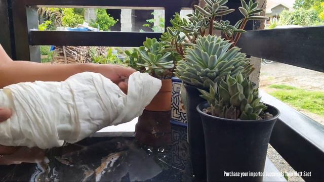 OMG! I Received Another Suprise Succulent Mail! смотреть онлайн