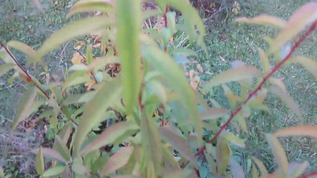 Не южный загар персика 27.09.2022 смотреть онлайн