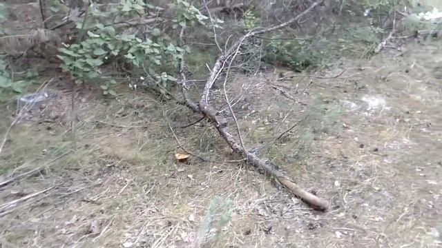 Грибы в июле . смотреть онлайн