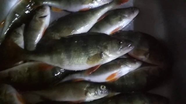 Самый большой окунь. Крупный окунь зимой. смотреть онлайн