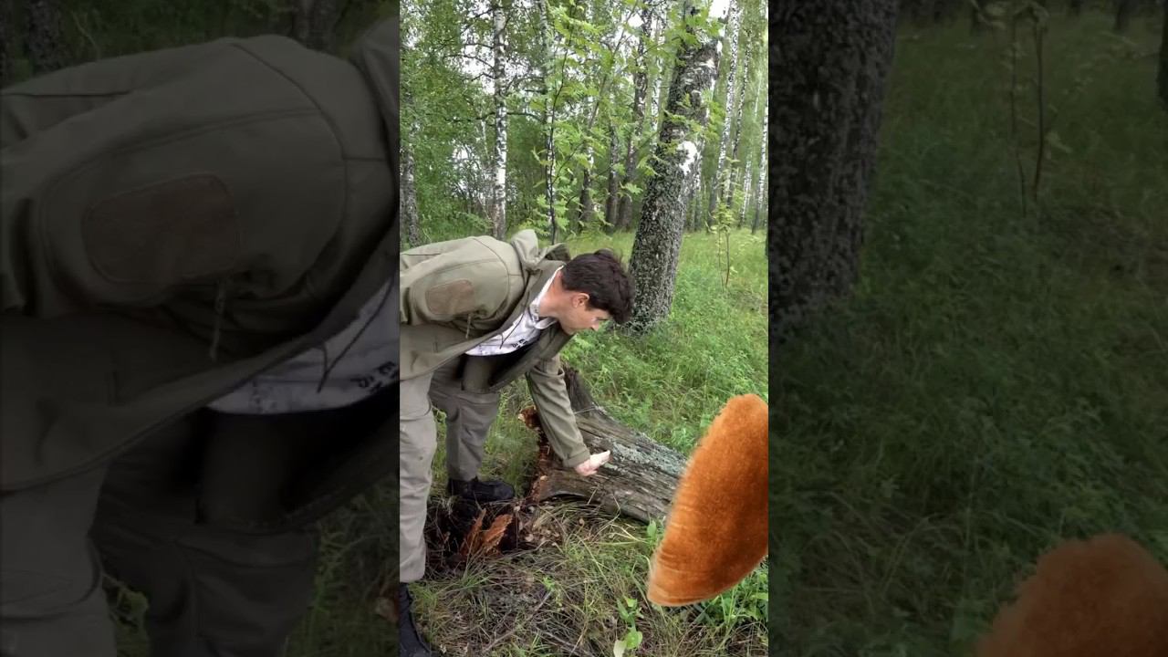 Гигантский гриб боровик смотреть онлайн