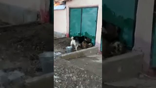 Собачи бой казгурте смотреть онлайн