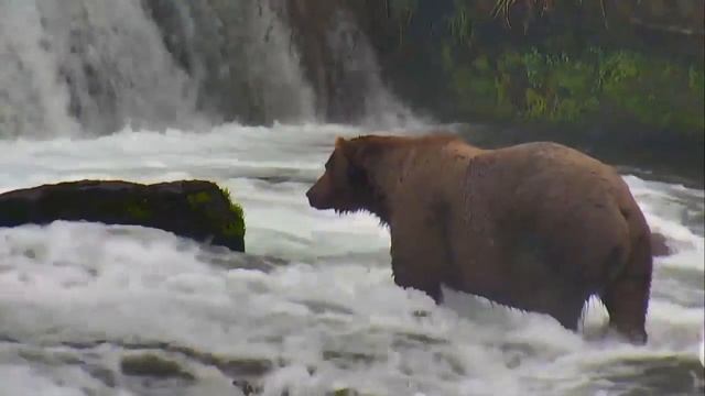 Brown Bear Shows Off Its Fishing Skills смотреть онлайн
