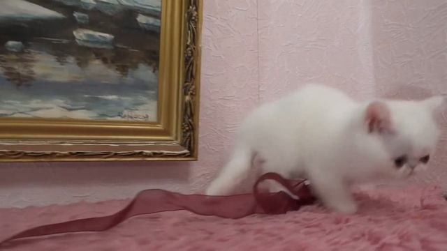 Белый экзотический короткошерстный котенок на продажу. White Exotic Shorthair Kitten For Sale