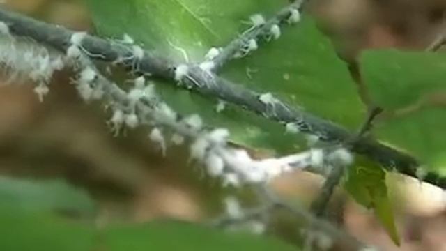 Aphid Dance смотреть онлайн