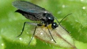 Как избавиться от цветочных мушек.