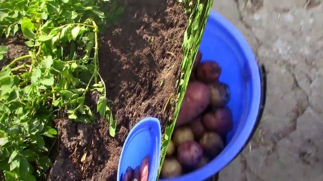 29_06_2021_Картофель сорт Роза,или Крымская роза.mp4 смотреть онлайн