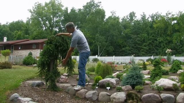 Landscaping With Conifers: Rose-Hill Gardens Video Series Episode Three