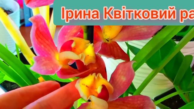 Все про рослини.Цимбідіум смотреть онлайн