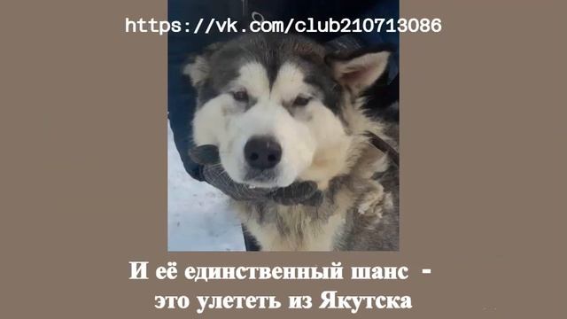 Мэйна - история предательства и верности! смотреть онлайн